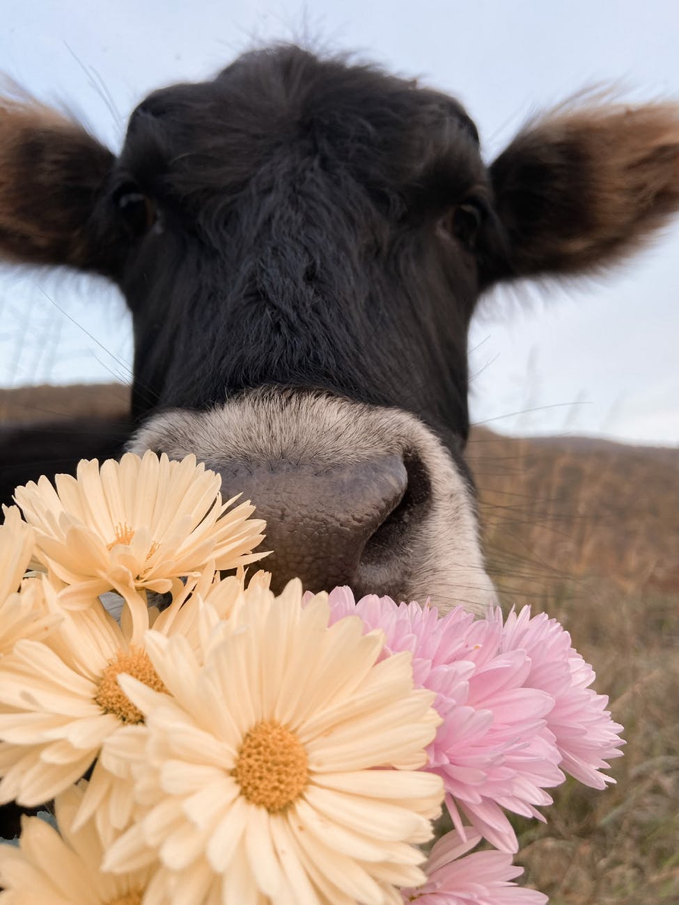 domestic cow with flowers in countryside
