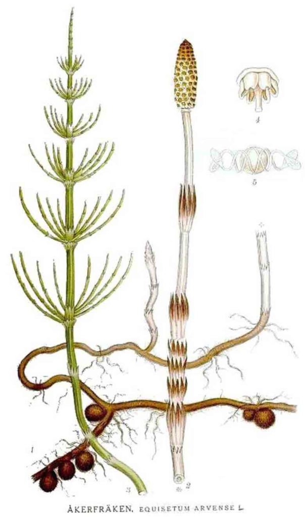 Equisetum arvense, prêle des champs, phytothérapie, récolte plante sauvage, whouman, kobido, herboristerie, Faire Peau Neuve